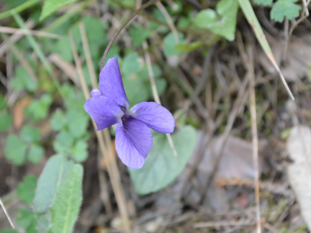 Sweet violet