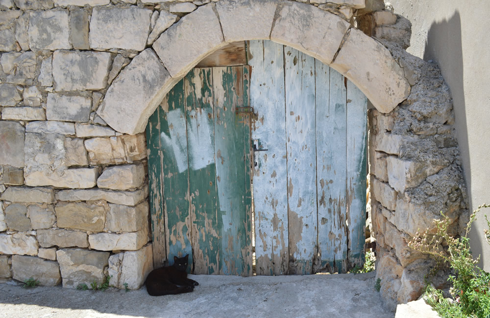 Cat in a doorway