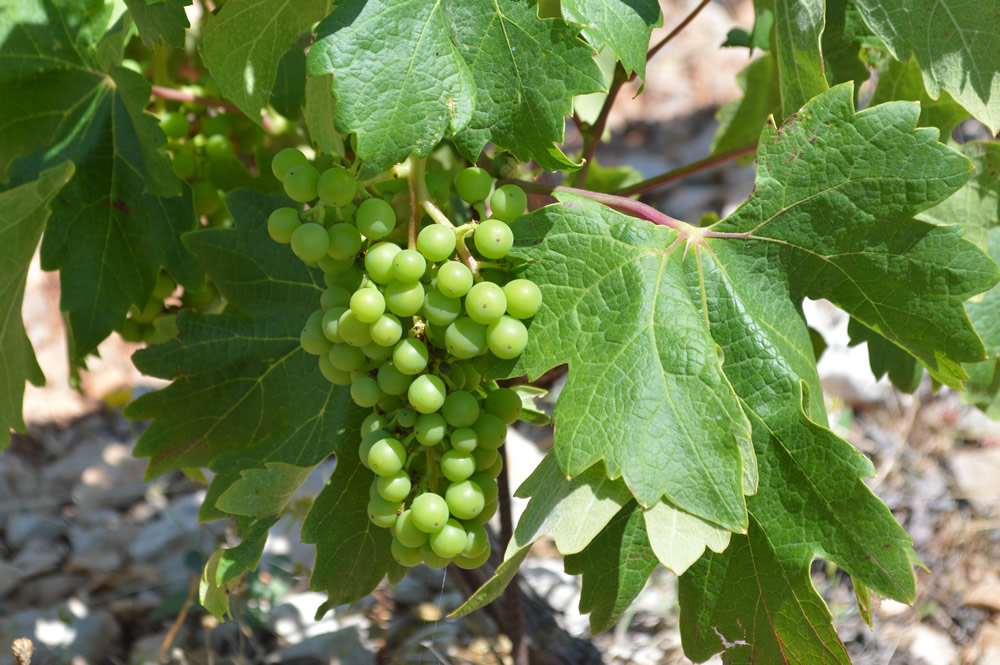 Plavac mali grapes