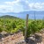 Vineyard with a view!
