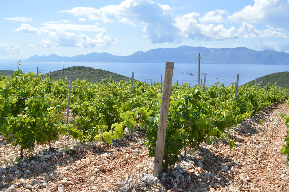 Vineyard with a view!